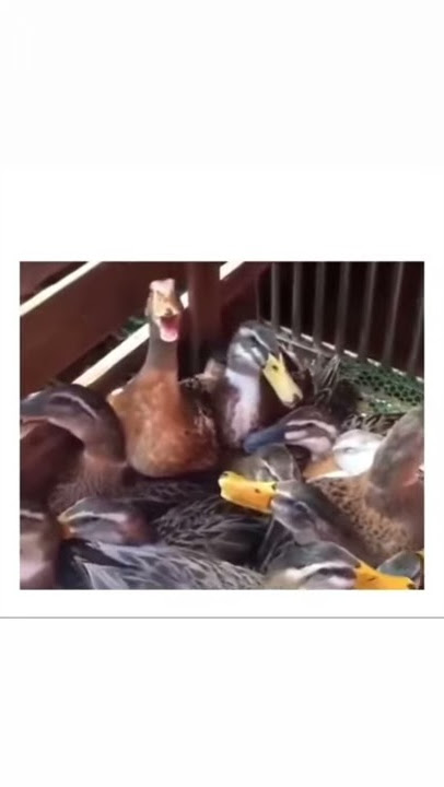 SUARA BEBEK KETAWA NGAKAK