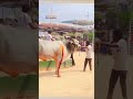 ## 🔥 రక్తం అంత కరుతున హిట్లర్ పౌరుషం తగ్గలేదు 🔥##