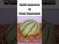 The Most Satisfying Mealworm Watermelon Feeding You’ll See Today #shorts #mealworms #feedingfrenzy