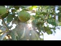 How To: Prune a Lemon Tree