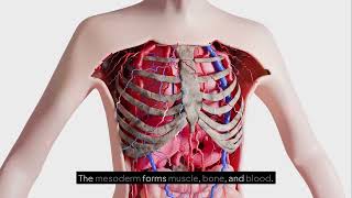 Week 3 development: Mastering organ formation 
