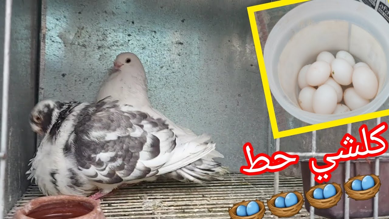 جيت نصور📷 كلشي حط🪺🤣 كوبلة تنسيك في كوبلة الخينيسي😍 لودينو 💯 سيفيانوس كناريو رافينيو💣