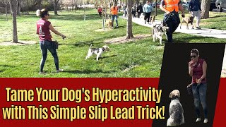 Tame Your Dog's Hyperactivity with This Simple Slip Lead Trick!