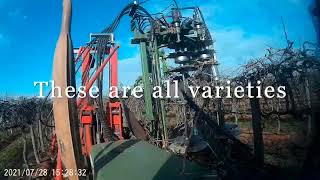 mechanical pruning grape vines 4