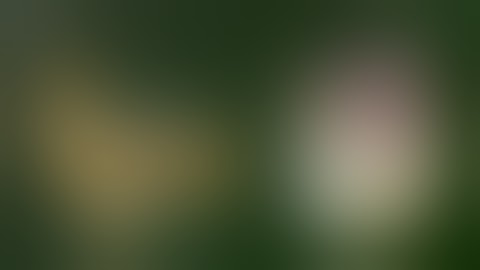 🍀سورة فاطر // بصوت الشيخ ماهر المعيقلي ☘️