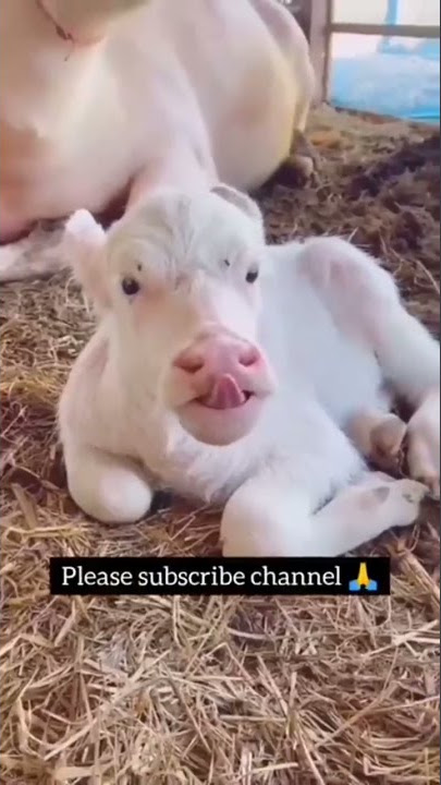 Small Cute Rare White Buffalo Baby Attitude#shorts