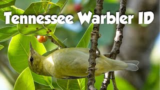 Tennessee warbler ID, field marks, spring and fall plumages