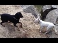 Rottweiler vs Bull Terrier, Dominancia Rottweiler No sabe jugar