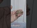 sulcata tortoise worlds 3rd largest tortoise 😱