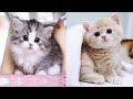 Baby Cats - Cute and Funny Cat Videos Compilation #61 | Aww Animals