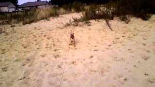 Gustav The French Bulldog Vs Sand