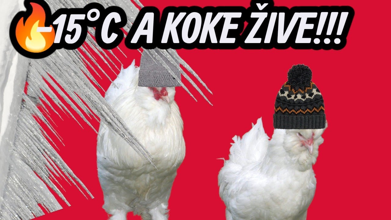 KOKE NOĆE NAPOLJU NA -15°C?! 😱 Evo kako im IMUNITET BUJA i JAJA NE STAJU ZIMI! 🥚🔥