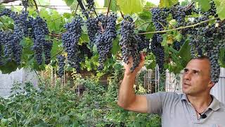 Виноград &quot;Фронтиньяк&quot;. Сезон 2020 (Frontignac grapes. Season 2020)