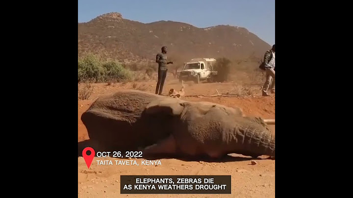Heartbreaking video shows elephants, zebras die as Kenya weathers drought #shorts