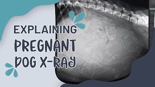 Explaining Pregnant Dog Xray  Eastwood Animal Clinic