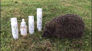 Hedgehog Shows Off Organic Skincare Routine 🌿 | Radiant Bloom Vitamin C, SPF & Night Cream