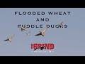 Flooded Wheat and Puddle Ducks | The Grind S9:E6