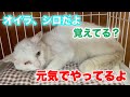 多頭崩壊出身のおうかちゃんとボロボロだったシロちゃんとスワンママの様子【Rescued cat】