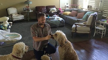 Counterconditioning George to Not Bark at the Doorbell