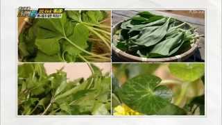[HIT] 위기탈출 넘버원 - 봄나물과 닮은 독초는. 20150406