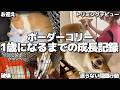 【成長記録】ボーダーコリーの子犬が1歳になるまで｜問題行動・暴走・誤飲事件…リアルな成長を全部見せます！