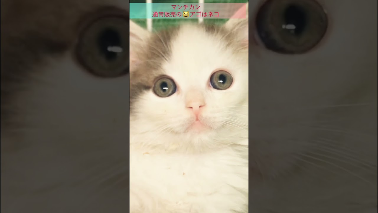 マンチカン通常販売 ちゃんアゴはネコ Youtube