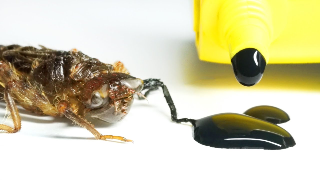 ヤゴに墨汁を飲ませると