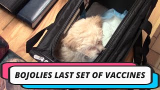 BoJolies Last Set of Vaccines by BoJolie The Shih Tzu Poodle 1,481 views 3 years ago 2 minutes, 59 seconds