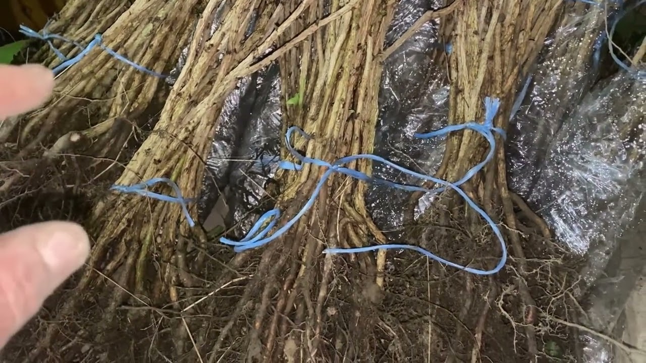 Ведмежий горіх однорічні та двохрічні . 