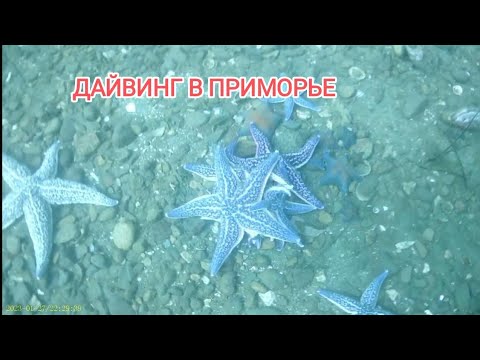 Дайвинг в приморье. 
Дайвинг Владивосток. 
Дайвинг японское море.
Дайвинг Приморский край.