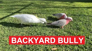 Backyard Bully:  Majestic and Gentle Cockatoo #birdsounds