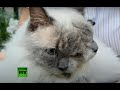 Кот с двумя мордами попал в книгу рекордов Гиннеса — видео