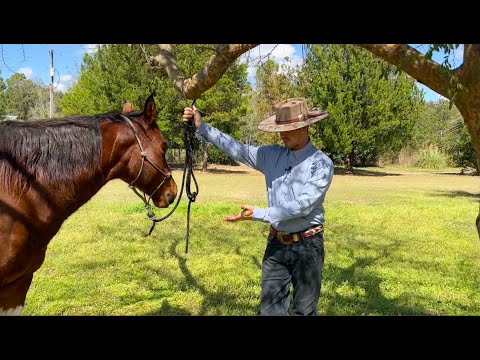 Video: Moet een paard worden vastgebonden?