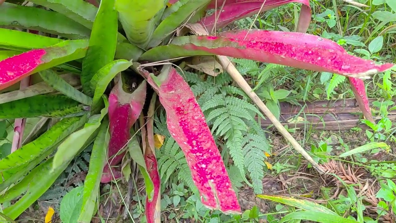 Aechema pictinata. Bromélia das folhas róseas. 