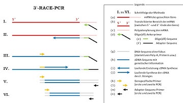 RACE - PCR