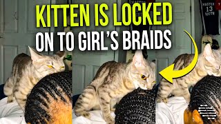 Kitten Is Locked on to the Back of Girl’s Braids While Arching Her Back