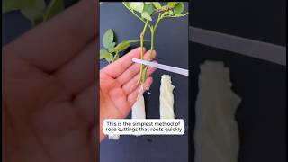 Propogresion roj catting with tishu pepar#plants #trending #garden #gardening