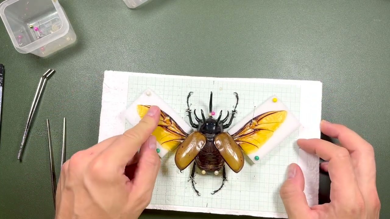Eupatorus gracilicornis - spreading and final display