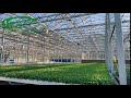 Trinog nursery glass greenhouse with holland codema logistic container system