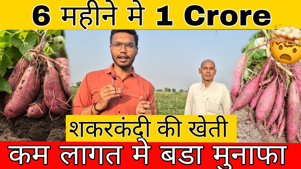 1 Crore in 6 Months | Sweet Potato Farming Full Details -शकरकंदी की खेती का पूरा तरीका | Krishi Vibe