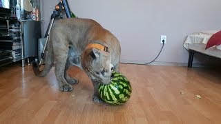 Пума Месси и арбузный мяч! Puma Messi and watermelon ball