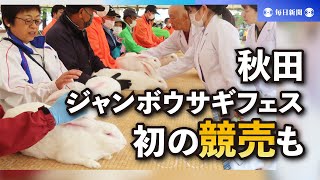 初の競売、3倍の高値で落札も　秋田でジャンボウサギのフェス