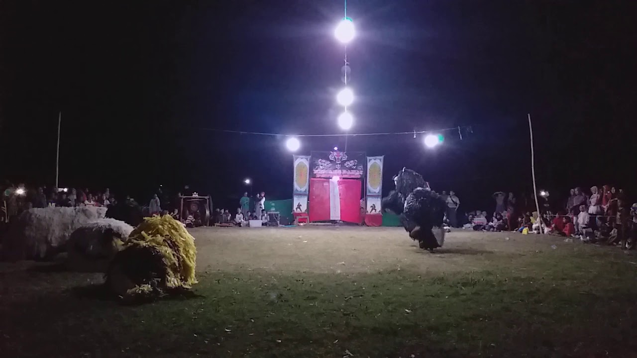 ATRAKSI HARIMAU.... MEMAKAN ANAK KECILL!!!😱😱😱😱 