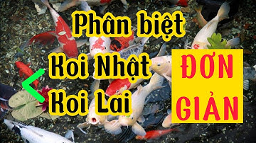 Phân biệt cá Koi Nhật Bản thuần chủng và cá Koi lai tạo Việt Nam chỉ với vài mẹo đơn giản.