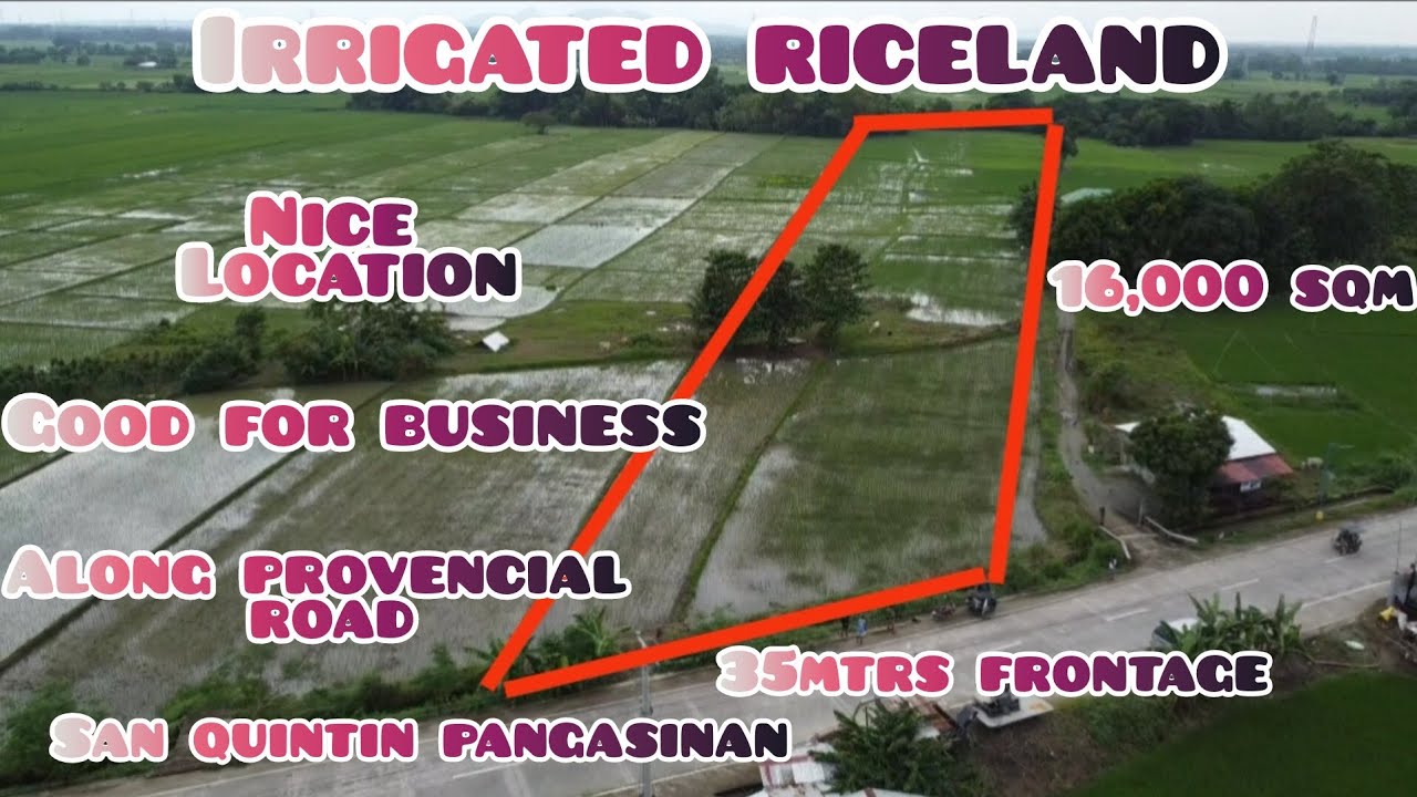 lot167 irrigated riceland 16,000 sqm san quintin pangasinan.. along