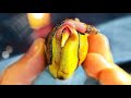 HOW TO GROW MANGO FROM SEEDS