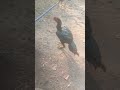 #aseelmurga #rooster