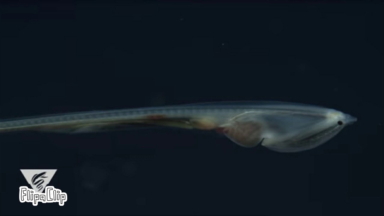 Gulper Eel - YouTube