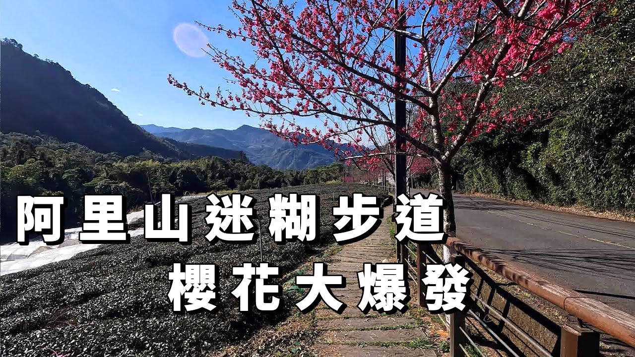 【阿里山賞櫻秘境】迷糊步道粉紅櫻花大爆發！茶園配櫻花太美了，走路只要2公里？臺灣衝景隊107