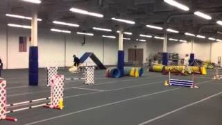 Pixie AKC Std refusal 2/27/16